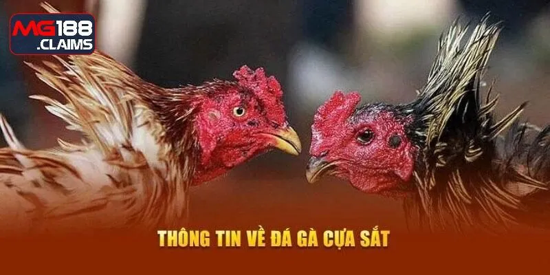 Đá gà cựa sắt - trò chơi nổi bật được nhà cái hợp pháp phân phối