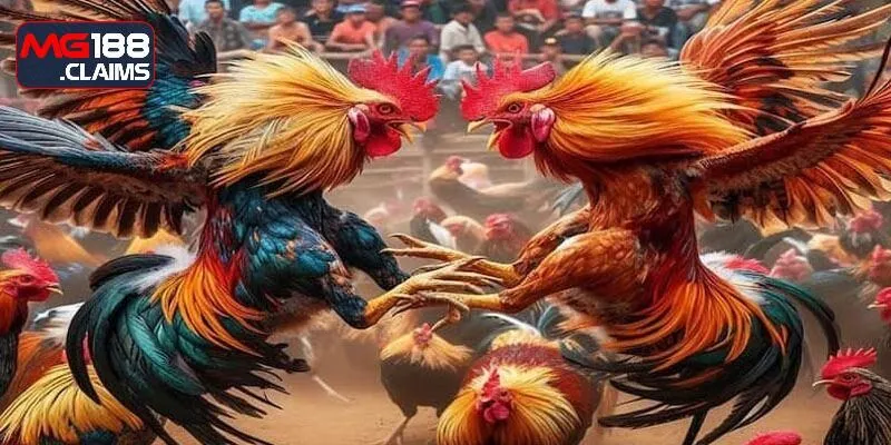 Quy định đặt cược chọi kê cựa sắt dễ dàng nhất
