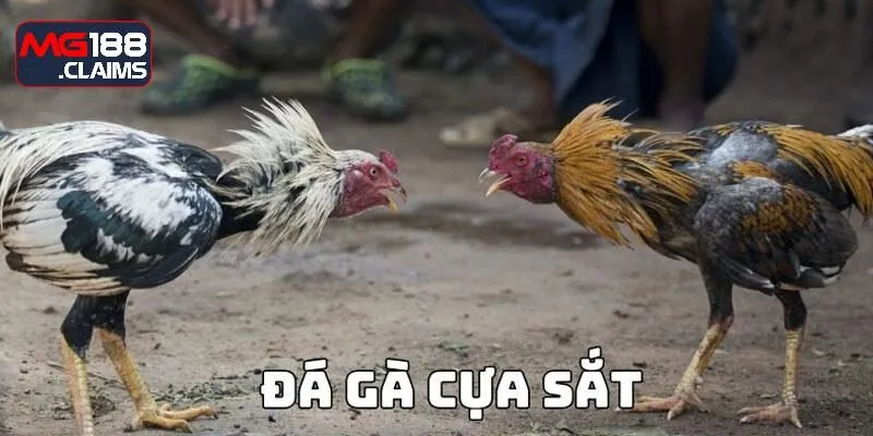 Tips nhận định chọi gà bằng cựa sắt thành công