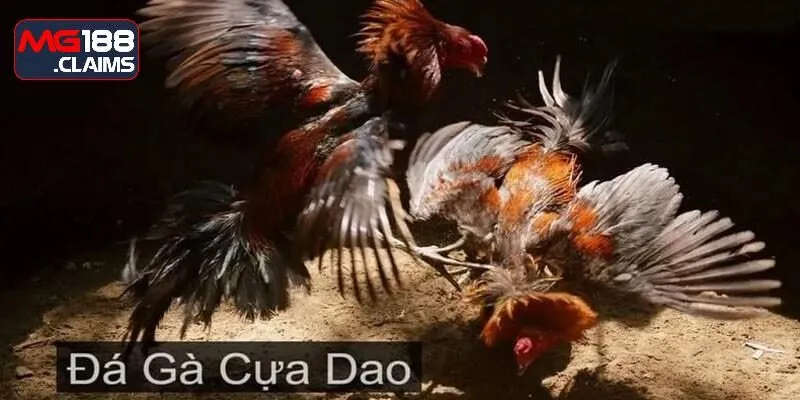 Nhiều kèo cược chọi gà trực tiếp bằng cựa dao thú vị