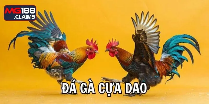 Đá gà cựa dao - trò chơi dự đoán chọi kê siêu hot 2025