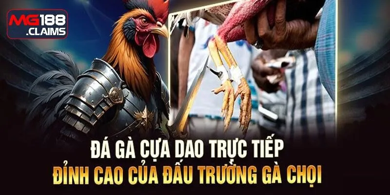Dự đoán trận thi đấu cựa dao qua những cửa cơ bản